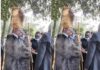 Senetor Moi Crowned the Kalenjin Kingpin While Ruto’s Coronation Termed as Illegal Moi
