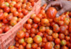 FLUCTUATING PRICES OF TOMATOES