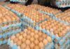 Amazing! Check Out The Alleged Number of Eggs William Ruto’s Poultry Farm In Sugoi, Uasin Gishu Produces Per Day Poultry Farm