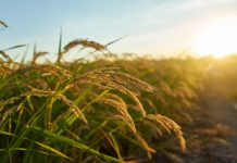Transforming Kenya’s Agriculture: The Bottom Up Agenda Strategy for Food Security, Farmer Prosperity and Agro Industrial Growth